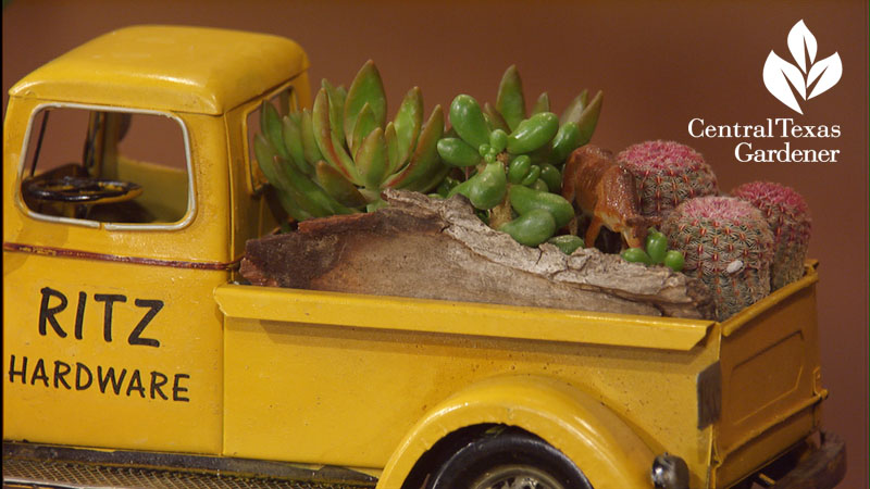 Succulents in old toy truck Eric Pedley East Austin Succulents Central Texas Gardener 