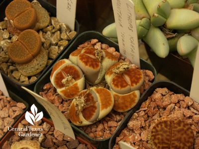 Lithops propagation with Bob Barth on Central Texas Gardener