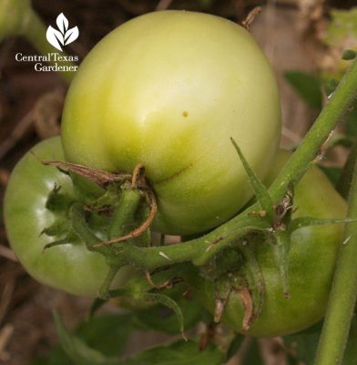 Mighty 'Mato grafted tomato Central Texas Gardener