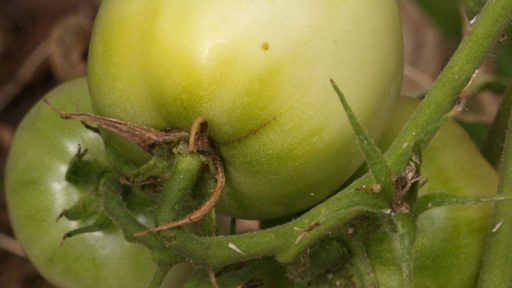 Mighty 'Mato grafted tomato Central Texas Gardener