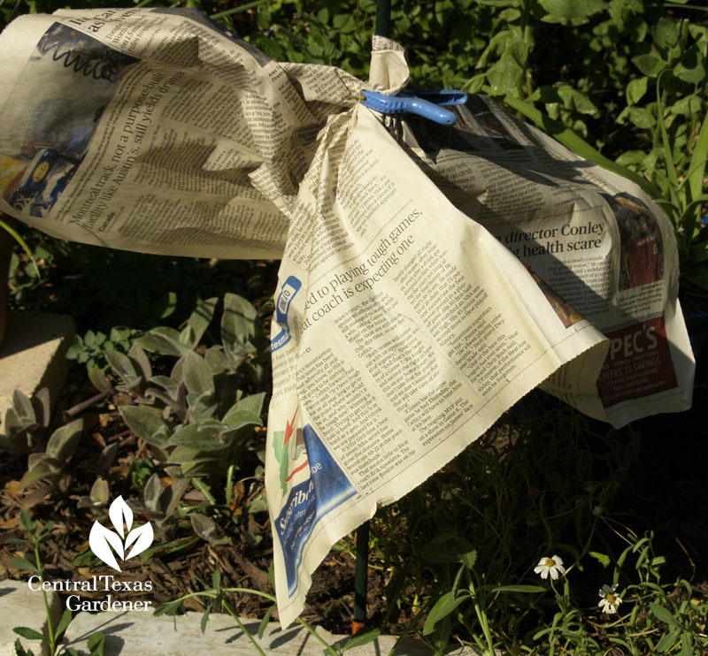 Shading new plants with newspaper Shading new plants with newspaper