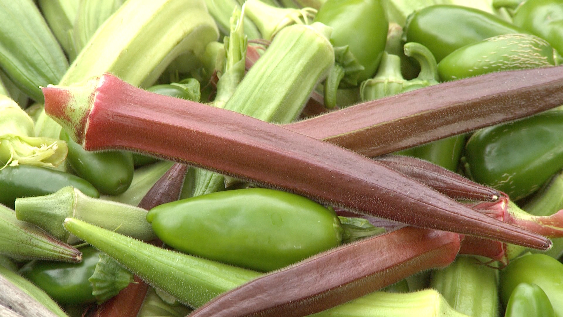 Okra Central Texas Gardener