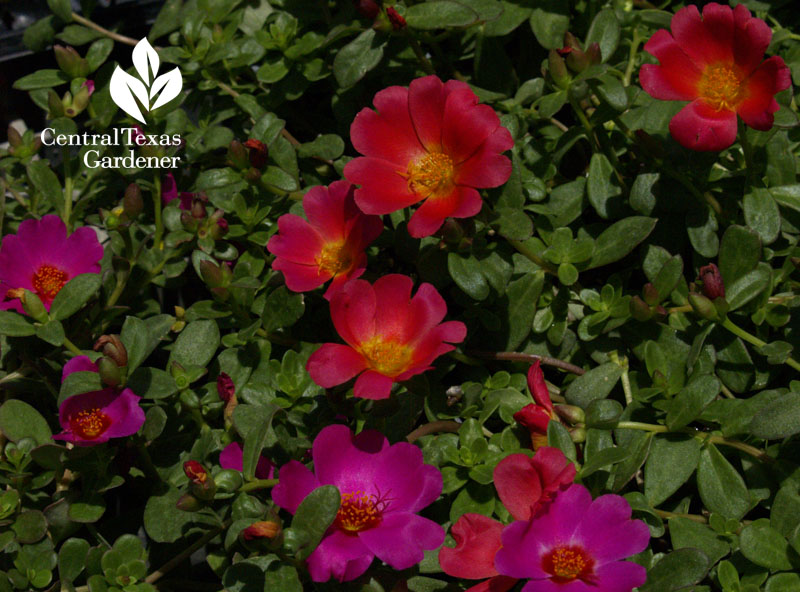 Portulaca Central Texas Gardener 