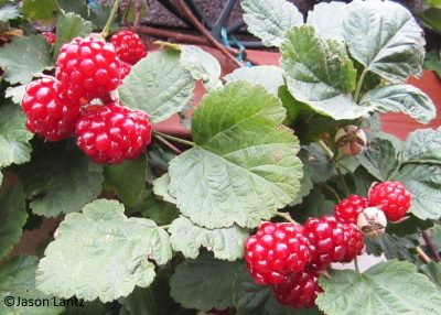 So Succulent! | Central Texas Gardener