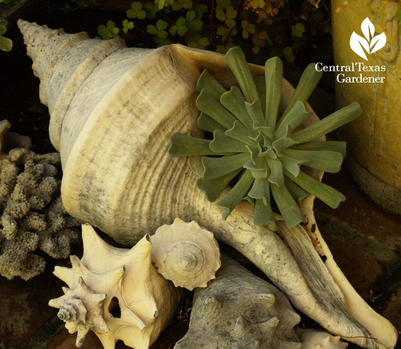Succulent shell in Harmony in the Garden Rebecca Sweet's garden Succulent shell in Harmony in the Garden Rebecca Sweet's garden