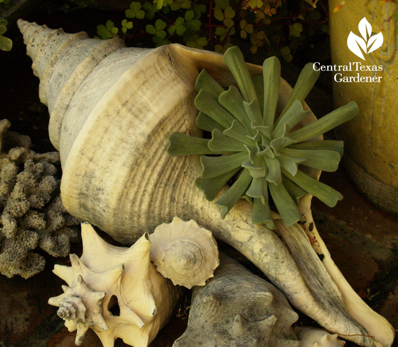 Succulent shell in Harmony in the Garden Rebecca Sweet's garden 