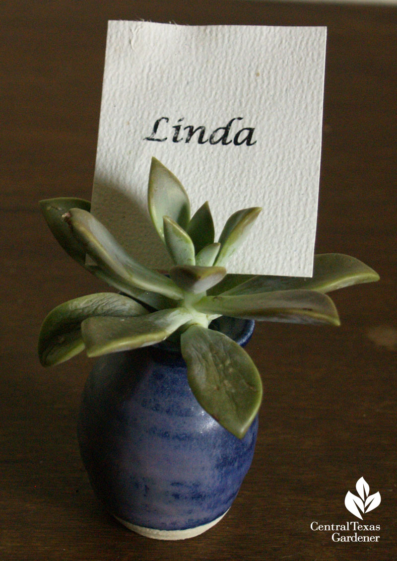 Succulent table place card holder Trisha Shirey Central Texas Gardener 