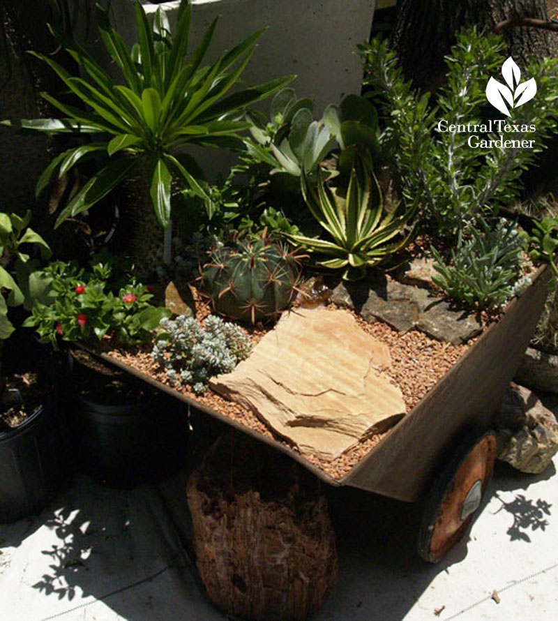 Succulents in old wheelbarrow East Austin Succulents Succulents in old wheelbarrow East Austin Succulents