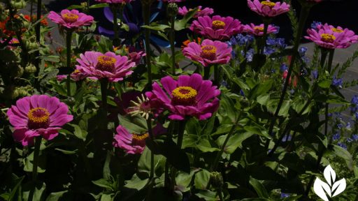 zinnias at Annie's Annuals