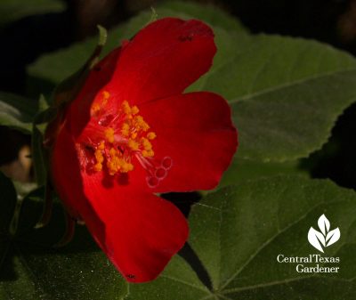 Hibiscus martianus native hibiscus
