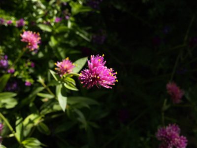 Globe Amaranth