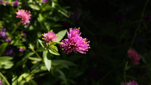 POW - Globe Amaranth