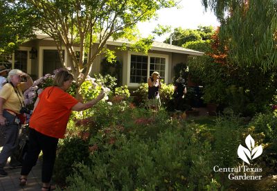 Rebecca Sweet's garden Gossip in the Garden blog