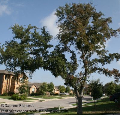 cedar elm dying by Daphne Richards Travis County Extension
