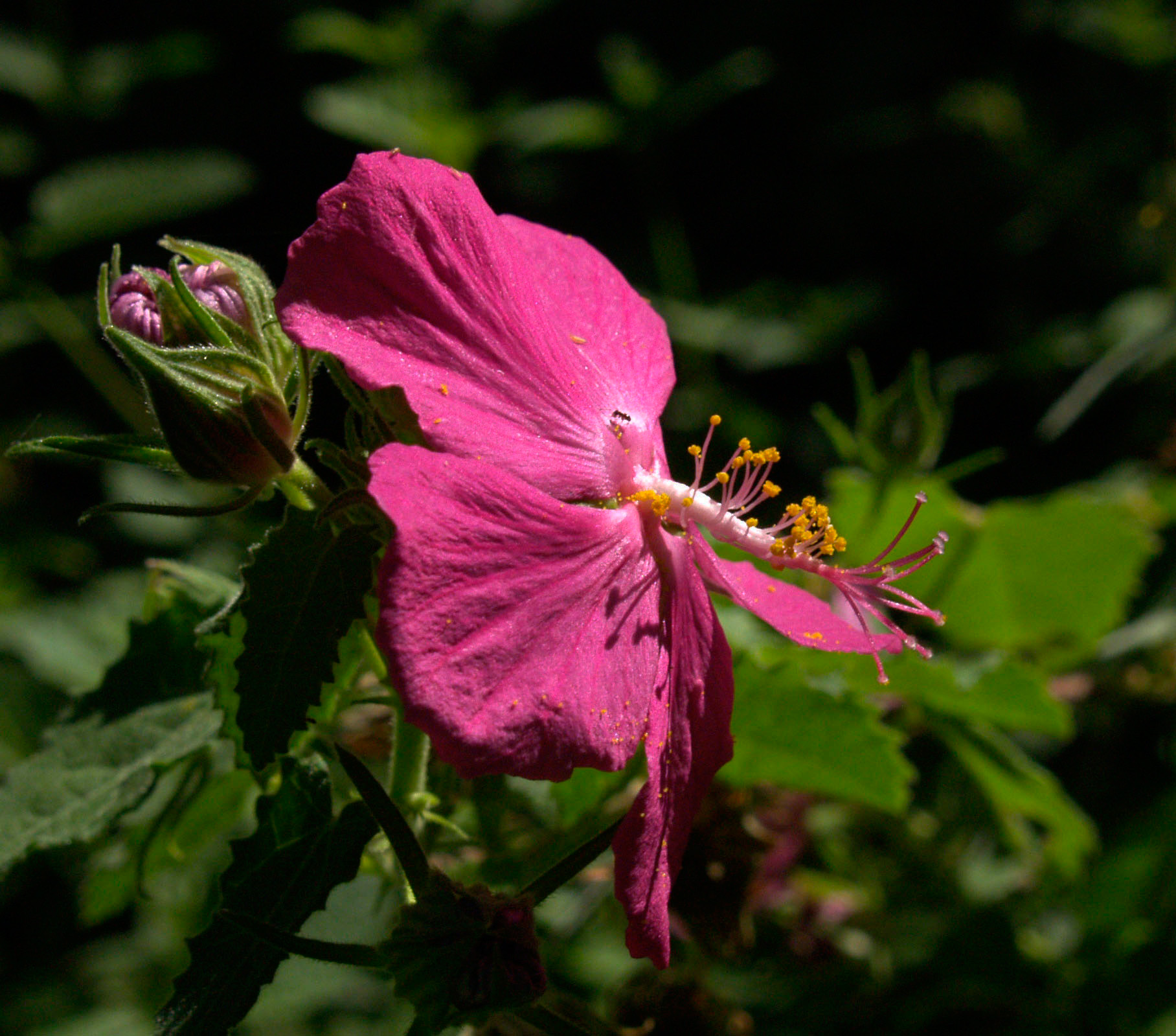 Rose (Rock) Central Texas Gardener