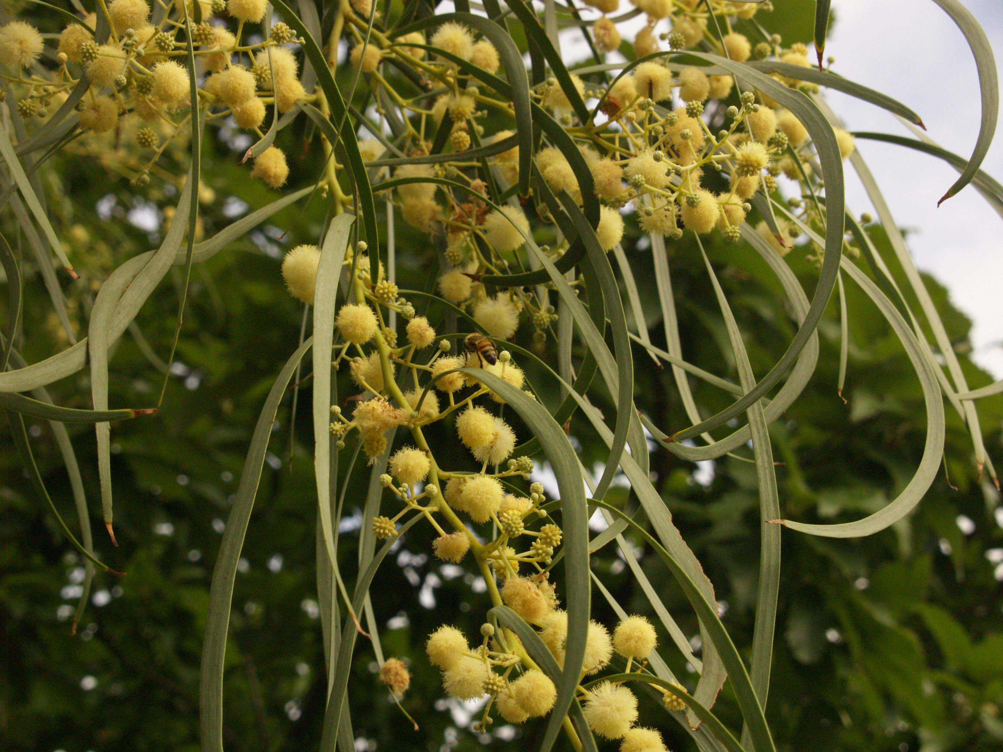 Shoestring Acacia | Central Texas Gardener