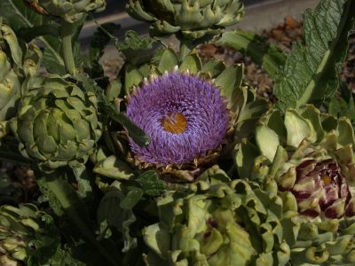 Artichoke