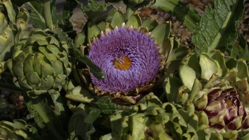 POW - Artichoke