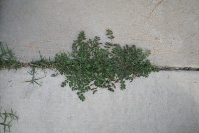 QOW - Weeds Purge