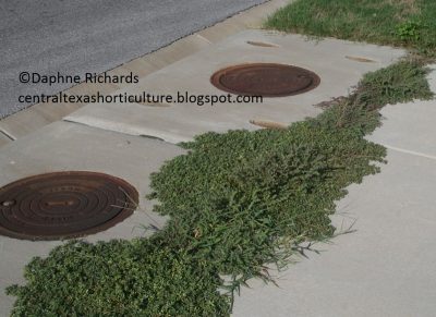 Weeds in sidewalk cracks by Daphne Richards