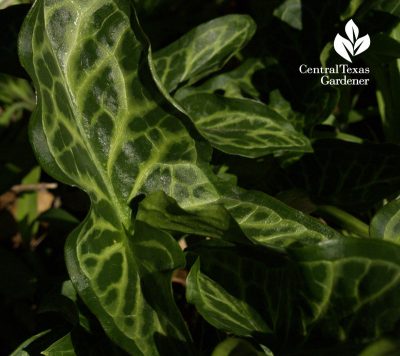 Arum italicum austin garden