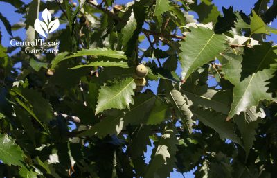 chinkapin oak leaves and acorns
