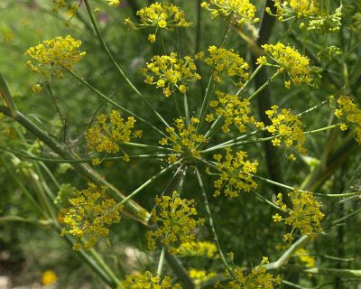 Dill flowers Central Texas