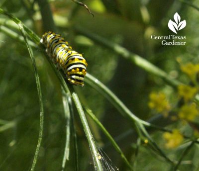 Swallowtail butterfly caterpillar on dill at Travis County Extension