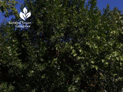 Evergreen sumac Rhus virens Austin Texas garden
