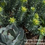 Gopher plant with Agave parryi, Hill Country Water Gardens & Nursery