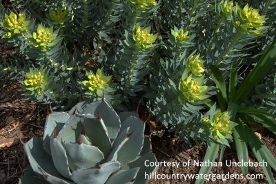 Gopher plant with Agave parryi, Hill Country Water Gardens & Nursery