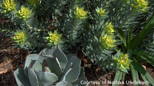 Gopher plant with Agave parryi, Hill Country Water Gardens & Nursery