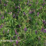 hairy vetch courtesy of Burpee