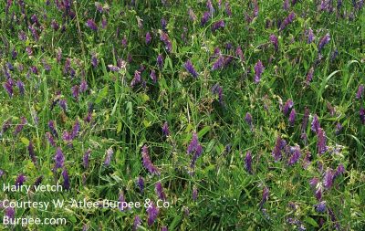 hairy vetch courtesy of Burpee