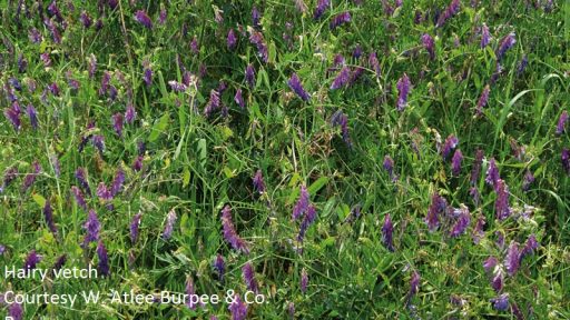 hairy vetch courtesy of Burpee