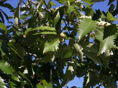 POW Chinkapin oak