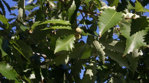 POW Chinkapin oak