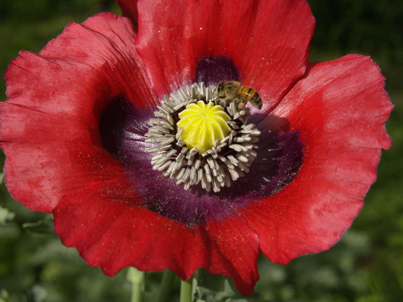 Poppy Central Texas Gardener