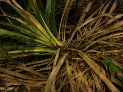 QOW Rotted soft leaf yucca