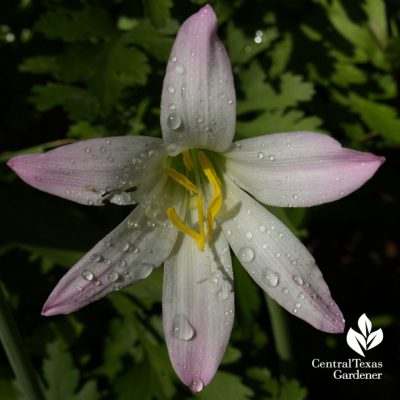 rain lily habranthus robustus