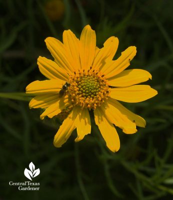 Skeleton-leaf goldeneye daisy native Texas plant