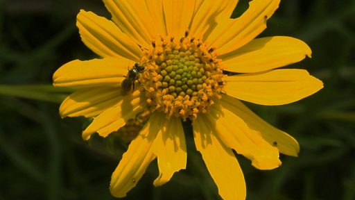 Skeleton-leaf goldeneye daisy native Texas plant