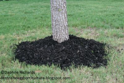 why not to volcano mulch Daphne Richards Travis County Extension