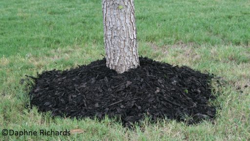 why not to volcano mulch Daphne Richards Travis County Extension