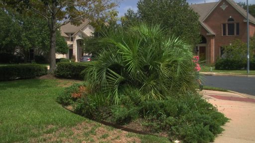 Before picture Captiol Landscaping makeover