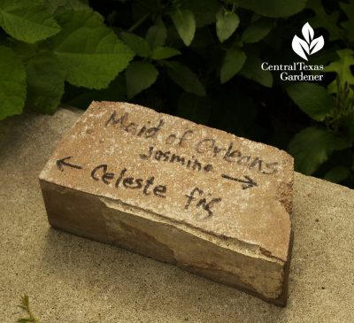 brick for plant identify NXNA austin garden
