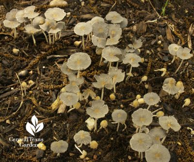 mushrooms growing in mulch Central Texas Gardener