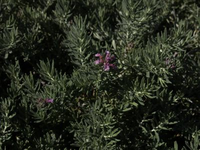 pow creeping germander shoal creek flower