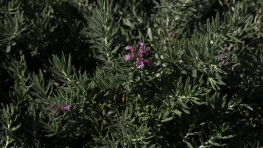 pow creeping germander shoal creek flower