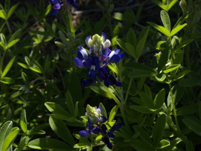 POW Lady Bird Johnson Royal Blue Bluebonnet